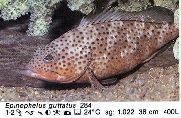 Epinephelus guttatus
